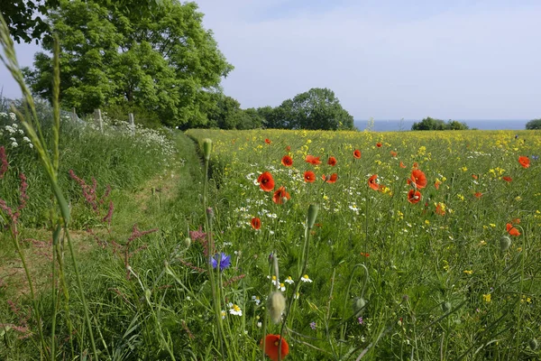 Poppy bir alanda - Baltık Denizi-Schleswig Holstein - Almanya geniş tarım