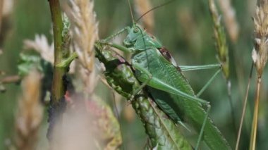 Çimen - Tettigonia viridissima vurdu bir makroda bir bıçak üzerinde yeşil çekirge
