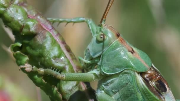 Groene Sprinkhaan Een Super Macro Schot — Stockvideo