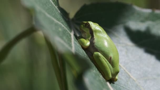 Avrupa Ağaç Kurbağası Yeşil Arborea Bir Yan Görünümü — Stok video