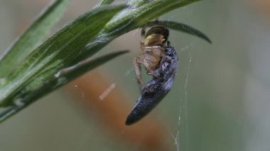 Dört-spot örümcek yemek av - makro çekim
