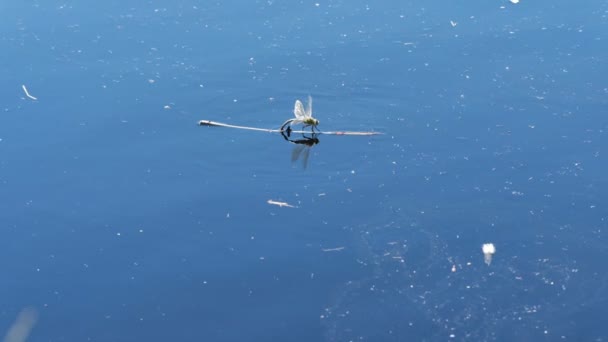 Blue Imperor Surfe Pendant Ponte Plan Détaillé — Video