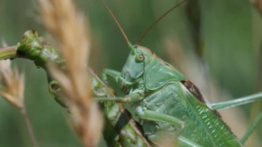 Çimen - Tettigonia viridissima vurdu bir makroda bir bıçak üzerinde yeşil çekirge