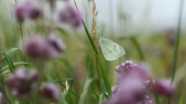 Large Cabbage White Grasses Oregano Makro Shot — Stock Video