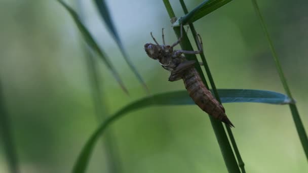 Exuvie Una Libellula Colpo Macro — Video Stock