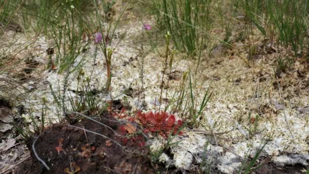 Γύρο Πλατύφυλλα Sundew Στην Άνθιση Μια Μακροεντολή Γυρίστηκε — Αρχείο Βίντεο