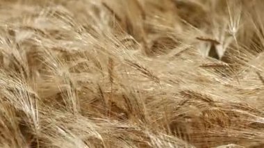 Mısır tarlası - mısır ayrıntı atış zoom