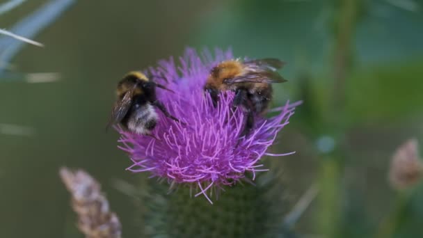 Bumblebees Σχετικά Γαϊδουράγκαθο Συλλογή Στο Νέκταρ Σουτ Μακροεντολή — Αρχείο Βίντεο