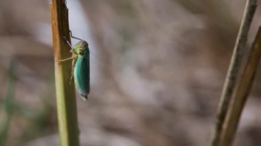 Yeşil leafhopper bir bıçak çimen shot - bir makroda üstten görünüm