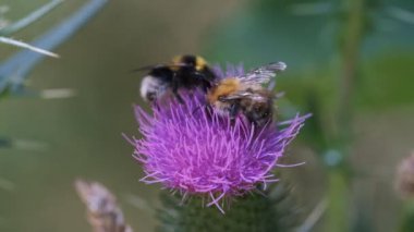 Nektar - bir yaban arısı toplama thistle üzerinde Bumblebees rahatsız ediyor ikinci bir - makro çekim