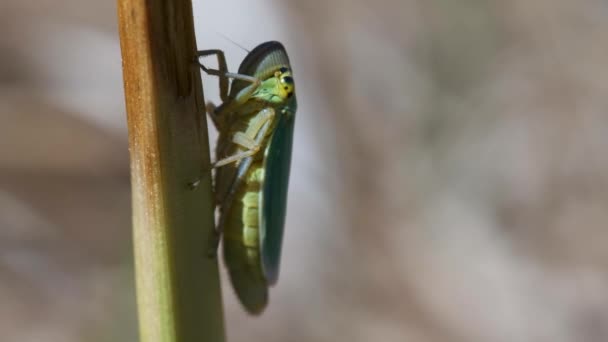 Leafhopper Cicadellidae Una Hoja Hierba Macrodisparo — Vídeo de stock