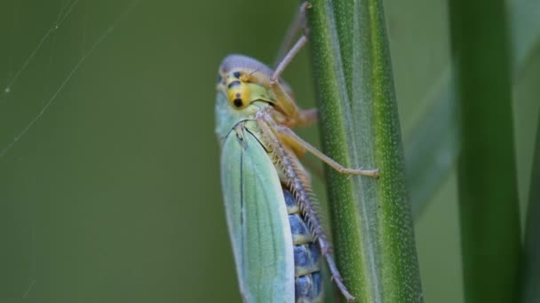 Zelená Leafhopper Stéblo Trávy Makro Snímek Boční Pohled — Stock video