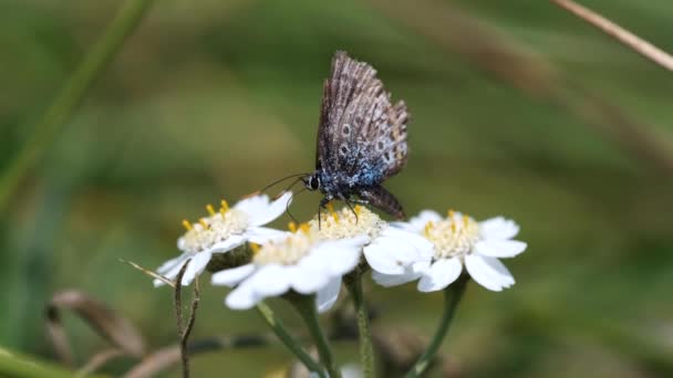 Modraszek Ikar Yarrow Bagno Zdjęcia Makro — Wideo stockowe