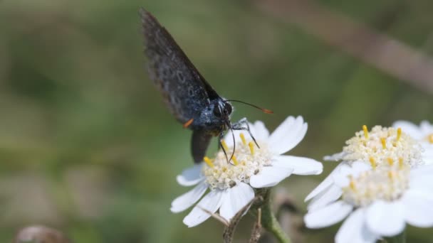 Gemensamma Blå Swamp Rölleka Ett Makro Skott Framsida — Stockvideo