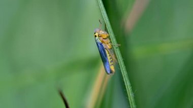 Çimen kıvranma ve uzağa atlama shot - bir makroda bir bıçak üzerinde yeşil leafhopper