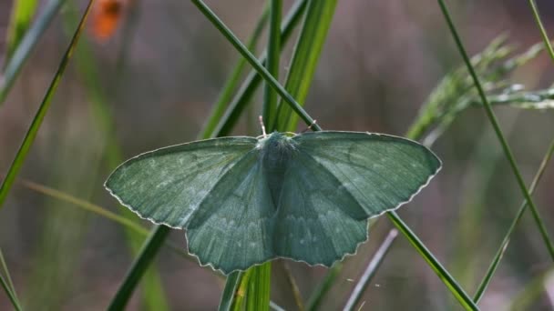 Geometer Moth Geometra Papilionaria Detaljerad Skott — Stockvideo