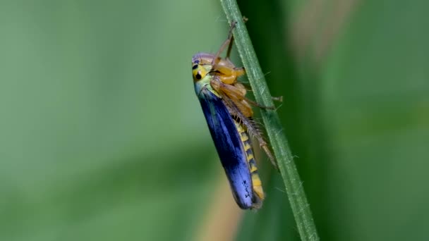 Cicadelle Verte Sur Brin Herbe Dans Plan Macro — Video