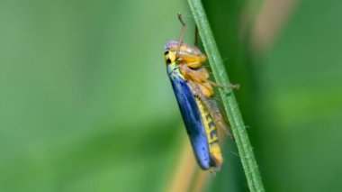 Bir bıçak kıvranma ve -makro çekim atlama çim - yeşil leafhopper
