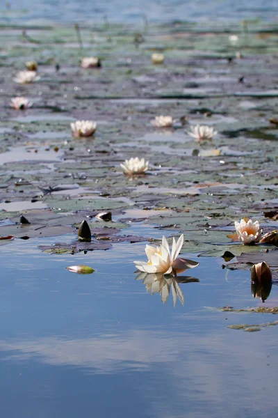 Водяные Лилии Нимфея Озере Подробном Снимке — стоковое фото