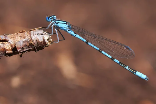 Azure Damselfly Гілці Макрозйомках — стокове фото