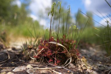 Sundew yuvarlak yapraklı çiçek vurdu bir makroda