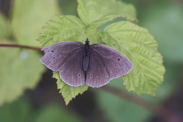 Ringlet on a leave - taking a sunbath - macro shot