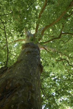 Avrupa uçak - Platanus acerifolia bir ayrıntılı vurdu