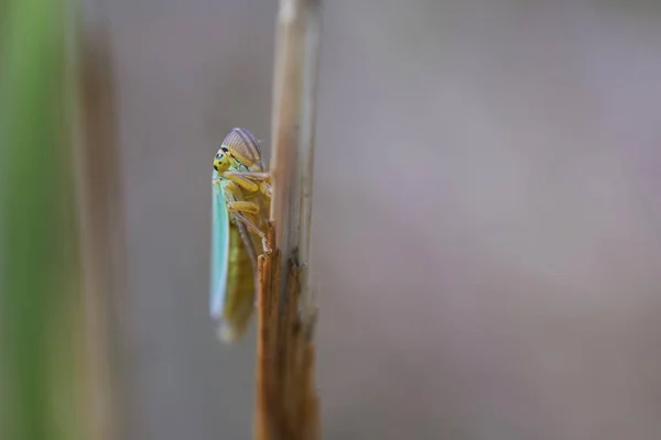 Πράσινο Leafhopper Σχετικά Μια Λεπίδα Της Χλόης Μια Μακροεντολή Γυρίστηκε — Φωτογραφία Αρχείου