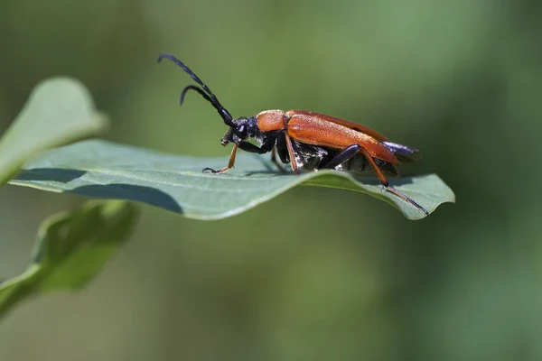 Escarabajo Cuerno Largo Rojo Stictoleptura Rubra Macro Shot — Foto de Stock