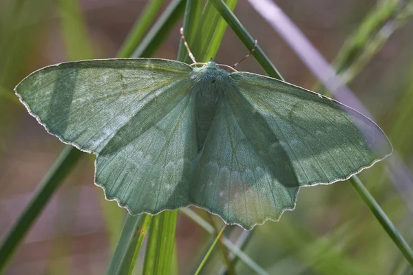 Geometer Moth Geometra Papilionaria Makro Snímek Pohled Shora — Stock fotografie