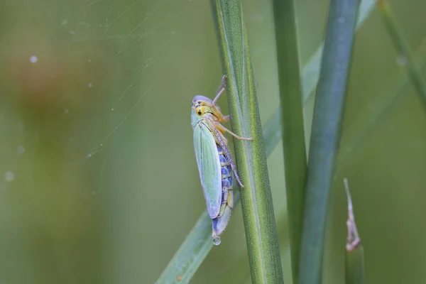 Green Leafhopper Feeding Excess Liquid Excreted — Stock Photo, Image