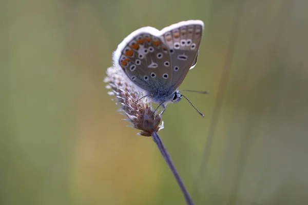 Κοινή Πυροβολισμό Μακρο Ίκαρος Polyommatus Στην Θέση Ανάπαυσης Μπλε — Φωτογραφία Αρχείου