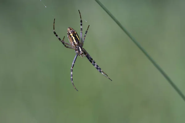 Male wasp spider on silk thread - macro shot