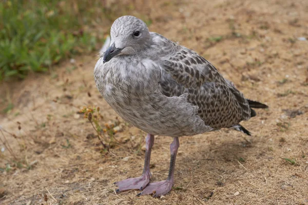 Zilvermeeuw Larus Argentatus Cub Een Detail Schot — Stockfoto