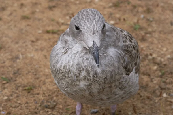 Gaviota Arenque Larus Argentatus Cachorro Tiro Detalle Vista Frontal — Foto de Stock