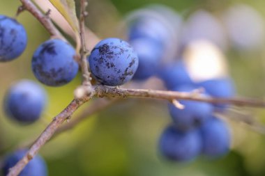 Blackthorn Meyvesi - Makro çekimde Prunus spinosa - Yumuşak bokeh