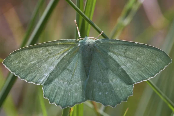 Meetkundige Nachtvlinder Tussen Gras Geometra Papilionaria Een Macro Schot — Stockfoto