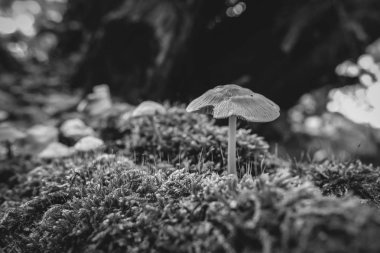 Bir mantar Mikoloji - siyah ve beyaz - makro çekim üzerinde kayıt