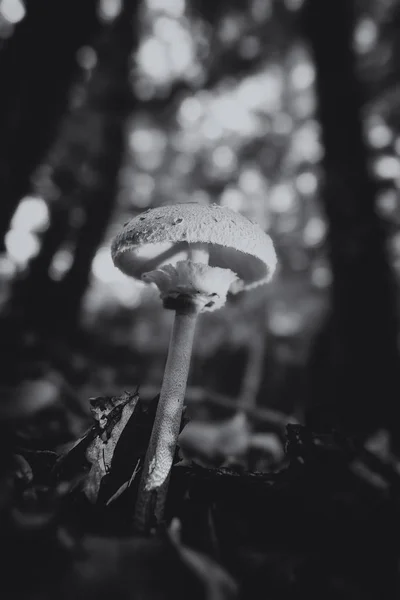 Imagem Cogumelo Parasol Solo Floresta Caduca Tópico Micologia Detalhe Tiro — Fotografia de Stock