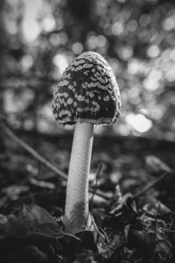 Saksağan Inkcap - yaprak döken orman katta kaydedilen Coprinopsis picacea - makro çekim - yumuşak bokeh - siyah ve beyaz