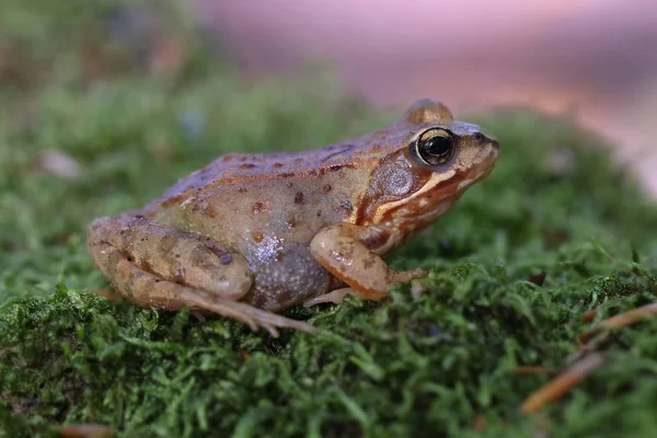 Common Frog Moss Macro Shot Side View — Stock Photo, Image