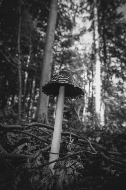 Magpie Inkcap - Coprinopsis picacea çalılıklarda - detaylı çekim - siyah ve beyaz