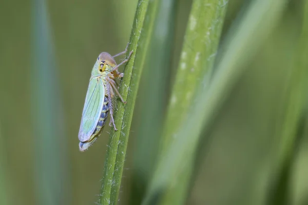 Yem Sırasında Çimenlerin Üzerinde Yeşil Bir Yaprak Zıpzıpı Yumuşak Bokeh Telifsiz Stok Fotoğraflar