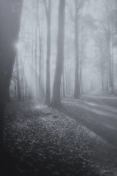 サンビーム 黒と白の霧の中で落葉性森林 ストック画像