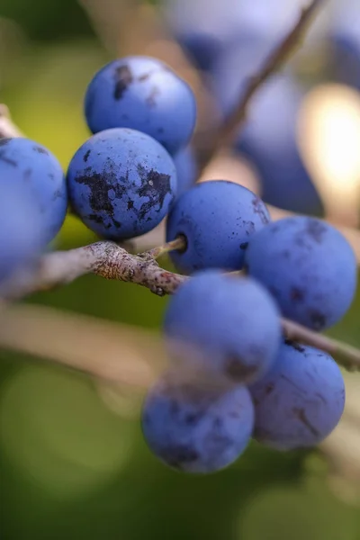 Owoc Blackthorn Prunus Spinosa Makroujęciu Miękkim Bokeh — Zdjęcie stockowe