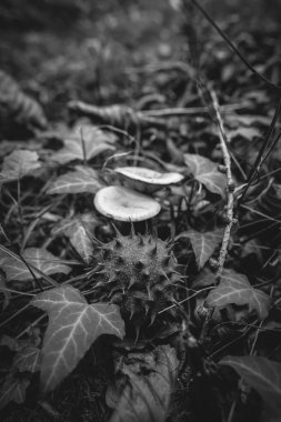 Sarmaşık ve mantarlar arasındaki kestanenin meyve kapsülü - siyah ve beyaz