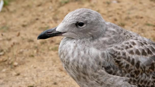 Ρέγγα Gull Larus Argentatus Cub Λεπτομερώς Μια Βολή — Αρχείο Βίντεο