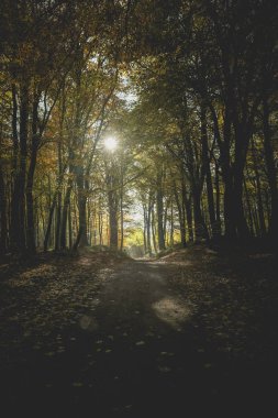 Yol sonbahar renkli ormandaki orman - siluet