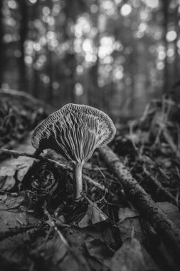 Cantharellus cibarius - Cantharellus cibarius - makro çekim - siyah ve beyaz yumuşak bokeh ile
