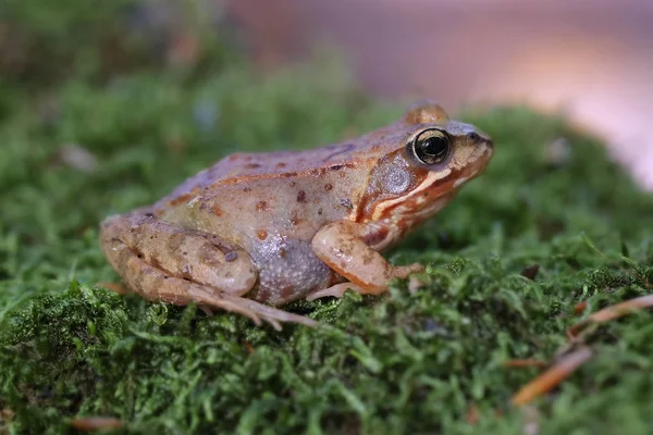 Common Frog Moss Macro Shot Side View — Stock Photo, Image